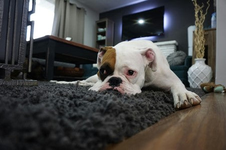 Il tuo cane o gatto soffre quando esci di casa? Scopri come affrontare e combattere l’ansia da separazione!