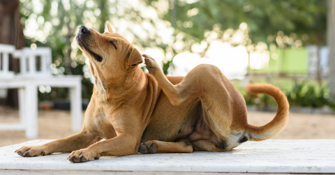 Il tuo Pet si gratta sempre? Scopriamo insieme le cause del prurito e i rimedi naturali per aiutarlo