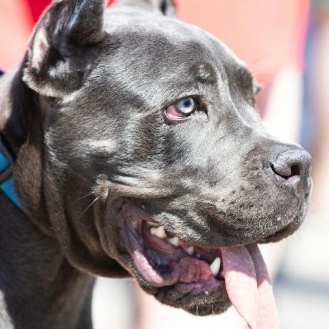 come allevare un cane corso