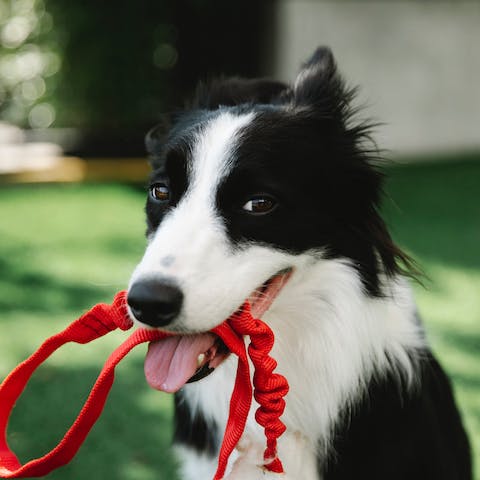 Perdita del pelo del cane: quando preoccuparsi?