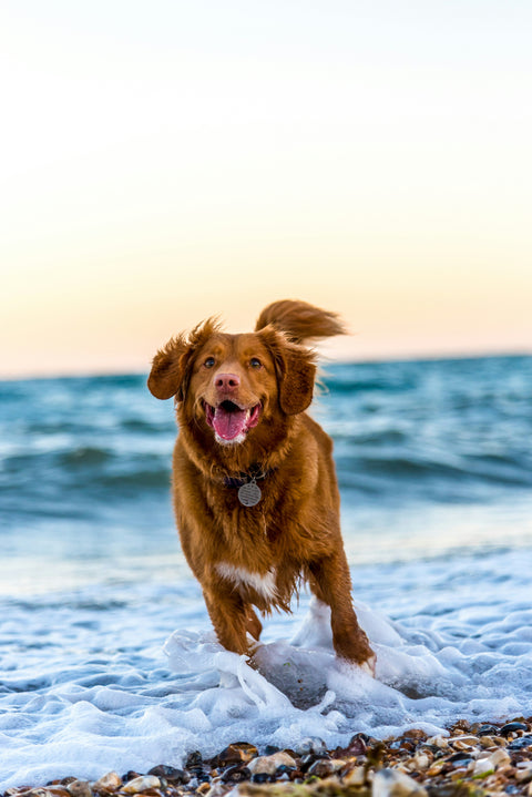 Cane che corre