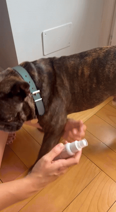 Longevity Pet Kit Cura e Benessere per cani