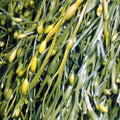 Ascophyllum Nodosum