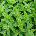 Menta
