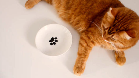 Gatto disteso accanto alla ciotola vuota, in attesa del pasto