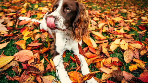 Cane seduto tra le foglie cadute durante una passeggiata autunnale nel parco