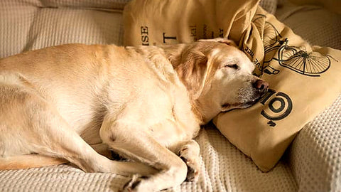 Cane anziano che riposa disteso, con il muso appoggiato, in una giornata fredda