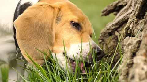 Cane che bruca l'erba del prato con il muso abbassato durante la passeggiata