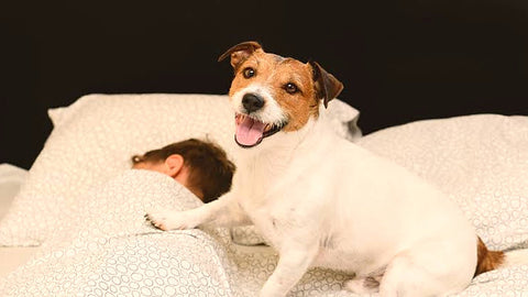 Cane sveglio e attento sul letto nelle prime ore del mattino