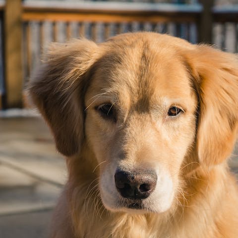 5 razze di cane soggette a problemi articolari
