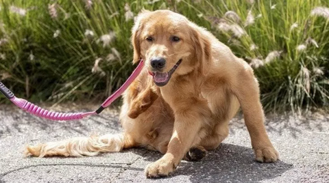 Prurito e dermatite nel cane e nel gatto: il nuovo kit a supporto di intestino e cute