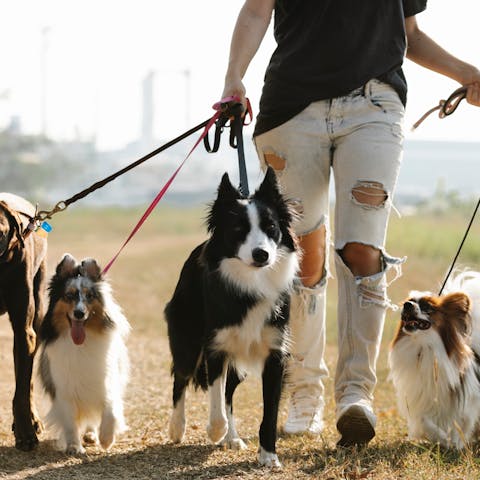 Razze di cani aggressive: sfatiamo i falsi miti