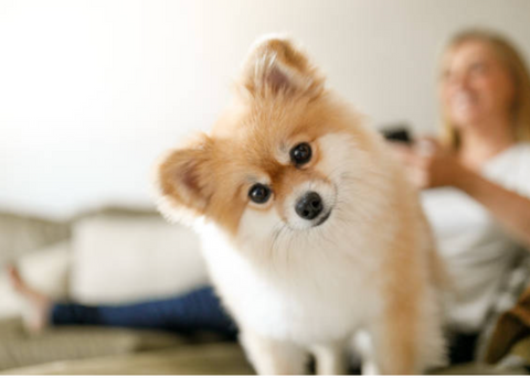 LE TOP CINQUE RAZZE DI CANI NOTI PER AVERE PROBLEMI DI PELO