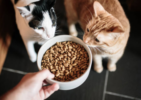 CARENZE NUTRIZIONALI COMUNI IN CANI E GATTI: CAUSE E SOLUZIONI