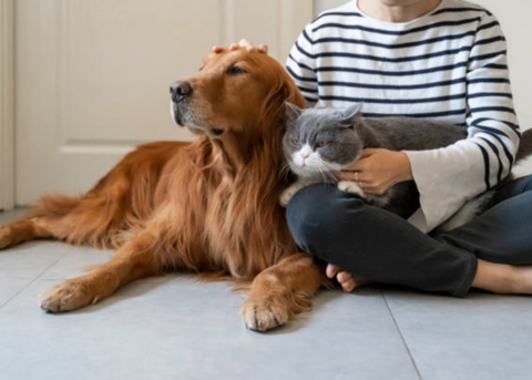 IL POTERE DEI PROBIOTICI: MIGLIORARE LA SALUTE INTESTINALE NEGLI ANIMALI DOMESTICI