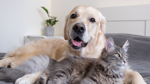 Omega 3 e 6 per cani e gatti: a cosa servono davvero