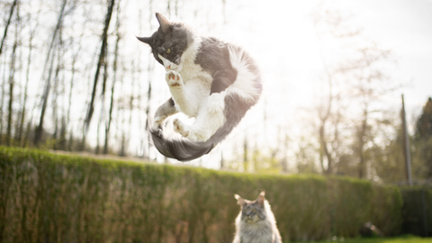 Difese immunitarie del gatto: come sostenerle tutto l'anno