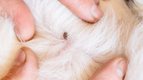 Pulci e zecche in estate: quando la cute del cane prude