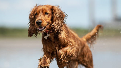 Otite estiva del cane: orecchie, acqua e umidità