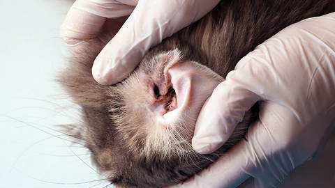 Igiene del gatto in estate: occhi, orecchie e routine di cura