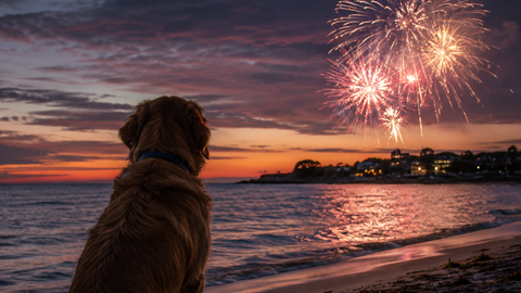 Cane e fuochi d'artificio a Ferragosto: come gestire lo stress
