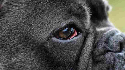 Estate e occhi del cane: come prevenire arrossamenti e fastidi