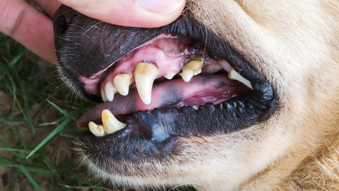 Placca e tartaro nel cane: come prevenirli ogni giorno