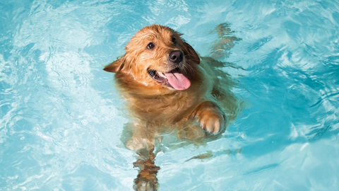 Estate e articolazioni del cane: i benefici del nuoto