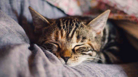 Caldo e gatto inappetente: come prendersi cura di appetito e intestino