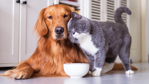 Idratazione di cane e gatto in estate: perché è così importante