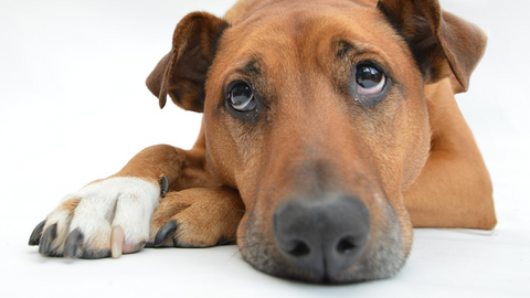 3 segnali che il tuo cane non sta gestendo bene il rientro dalle vacanze