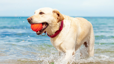 Cane al mare: la routine di igiene dopo la spiaggia