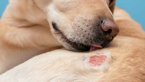 Dermatite atopica nel cane: come gestirla e supportare la cute