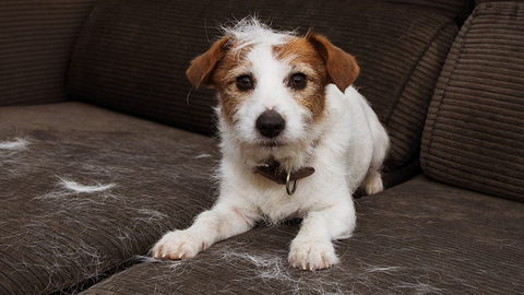 Perché il tuo cane perde pelo tutto l'anno: la muta che non finisce mai