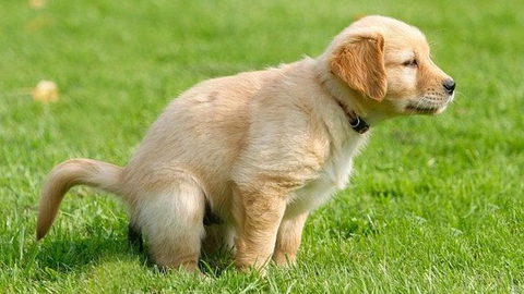 Feci del cane: la guida rapida per capire in trenta secondi la salute del tuo Pet