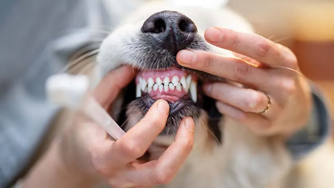 L'alito del tuo cane: 4 odori diversi e cosa raccontano