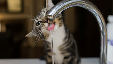 3 modi per far bere di più il tuo gatto