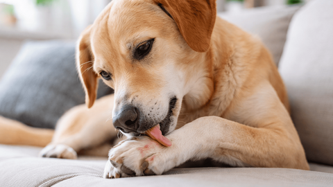 Il tuo cane si lecca le zampe solo la sera? Cosa succede davvero tra le dita