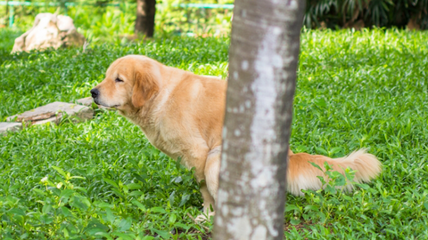 Diarrea acuta del cane in estate: cosa fare subito
