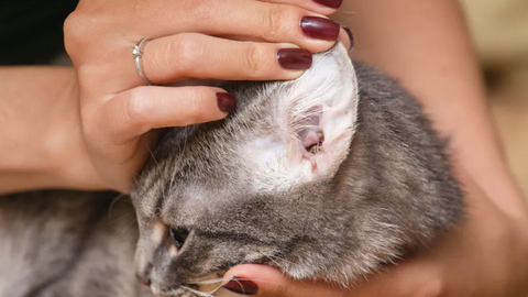Cerume scuro nelle orecchie del gatto: perché non è semplice sporco