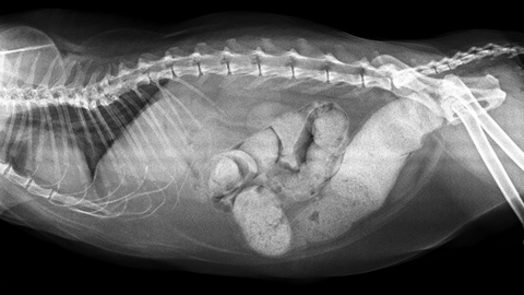 Stipsi nel gatto: cause, alimentazione e flora intestinale