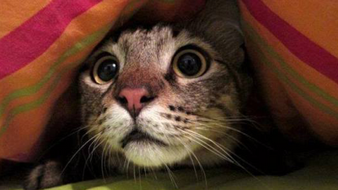 Gatto stressato dai cambiamenti: trasloco, nuovi arrivi e rientro dalle vacanze
