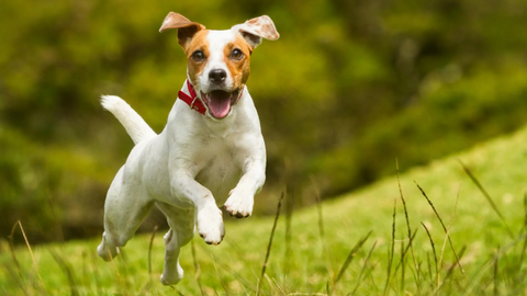 Longevità del cane: i 5 pilastri per una vita lunga e in salute