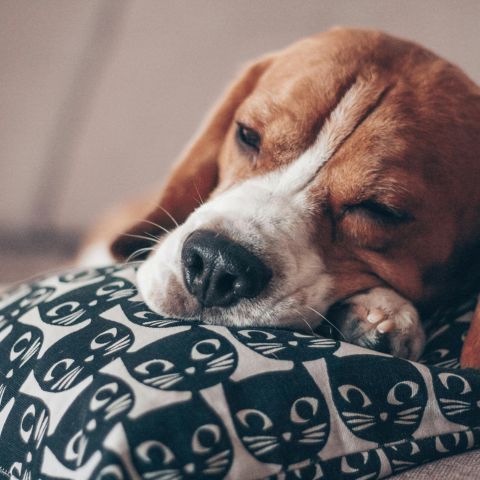 perché i cani si agitano nel sonno