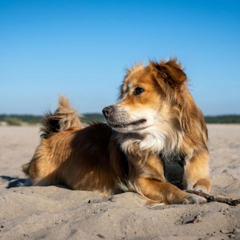 proteggere il pelo del cane da sole sabbia e sale