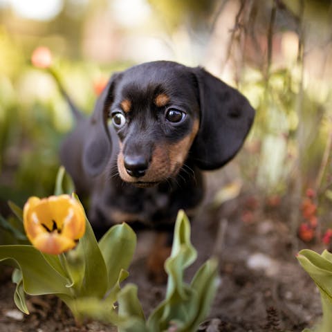 Primavera e allergie ambientali nei cani: quali sono e come prevenirle