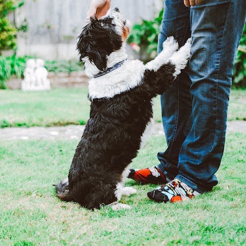aminoacidi e sali minerali per cani