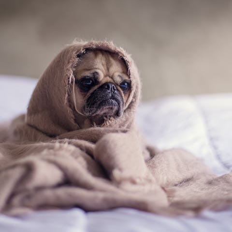 Come rafforzare le difese immunitarie del cane in inverno