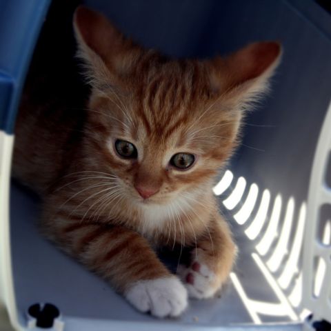 come abituare il gatto al trasportino