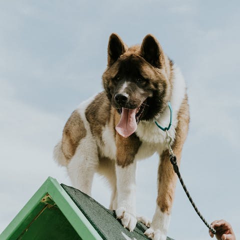 Cani di grossa taglia: come gestirli?